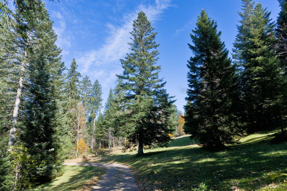 Bohinj Lake Slovenia forest trail pine trees sunny day